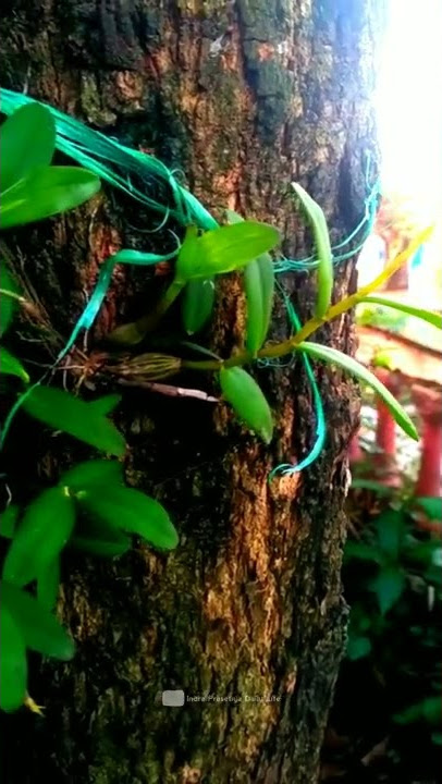 FLOWER CINEMATIC || ZAHRA - SHALAWATASSAADAH || 30 DETIK || NATURE CINEMATIC VIDEO #Shorts