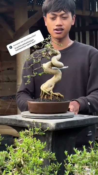 BONSAI Sancang Twists Spoiled #shorts #bonsai