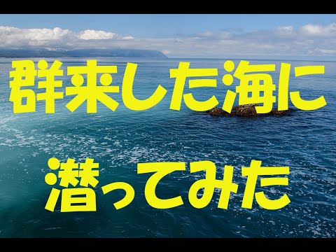 【高画質】ニシンの群来った海に潜った～留萌黄金岬
