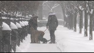 Schools Closed, Flights Canceled as Winter Storm Hits Chicago