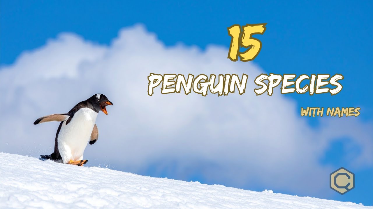 15 Different Penguin Species 🐧| 15 Amazing Penguin Species | 