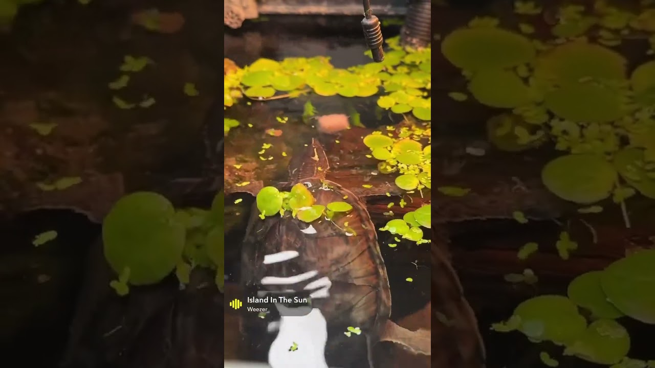 Shelldon getting mysis shrimp snack