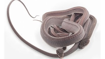 The Unique Characteristics of Xenodermus Javanicus |