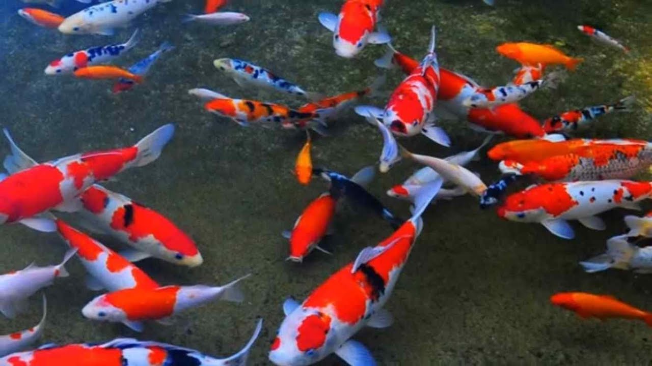 Kolam Ikan KOI Besar yang Cantik dan Sederhana - YouTube