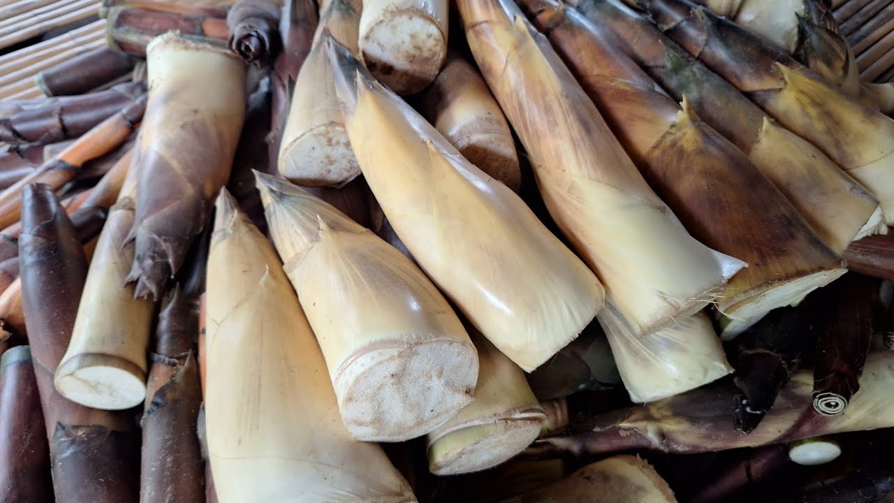 อลังการหน่อไม้ไผ่ป่าหน่อเท่าขาเท่าแขนขาวๆอ้วนๆสับดังปั่วๆหมาน2สอบ24มิ.ย67