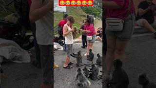 Animals Having the Funniest Moments... #animalshorts #animallife #funnyanimals #entertaininganimals
