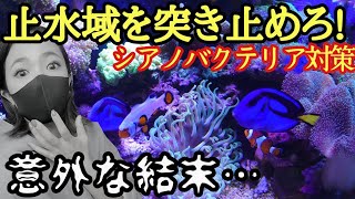 【海水魚水槽】シアノバクテリアの原因❗️止水域を見極める❗️意外な結末…my coral aquarium MOAMOAちゃんねる