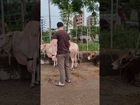আজকের দিয়াবাড়ি গরুর হাট