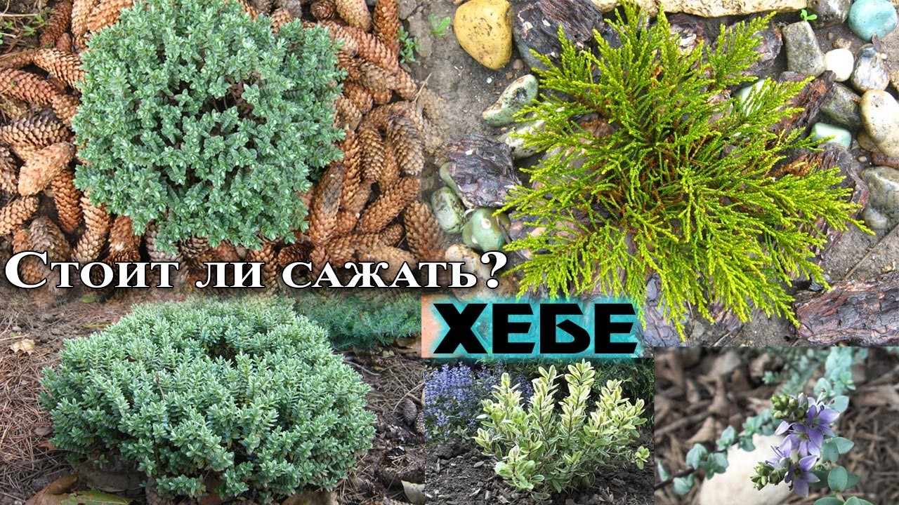 Хебе - вечнозеленый кустарник из Новой Зеландии. Мой опыт выращивания, виды, зимующие в саду.