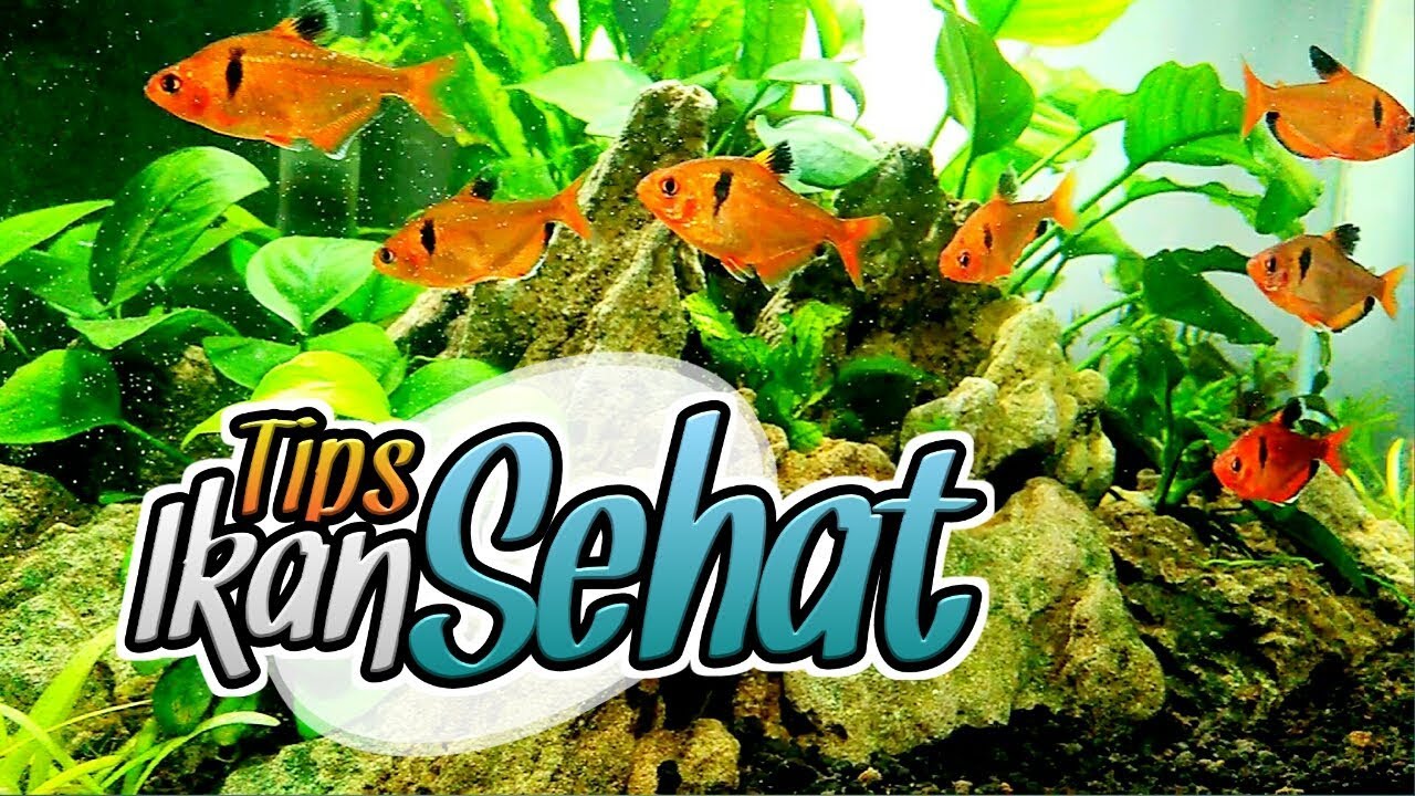 Tips Agar Ikan Sehat & Lincah - YouTube