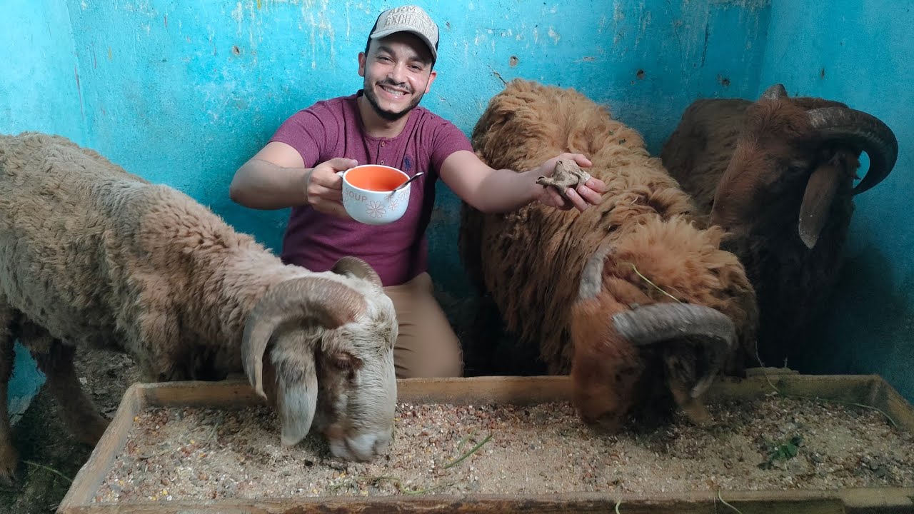 الطريقة الصحيحة لاستخدام الخميره لرفع أوزان الخرفان وتسمين الأغنام على العيد ورفع معدلات التحويل