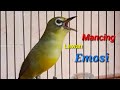 Bikin Lawan Emosi Pancingan Pleci Gacor Nembak Mp3 - Mp4 Download