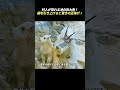 逃げ場のない絶壁で大ピンチ！ 巨大なヒグマとの対峙の行方は！ #ユキヒツジ #ヒグマ #野生動物のサムネイル