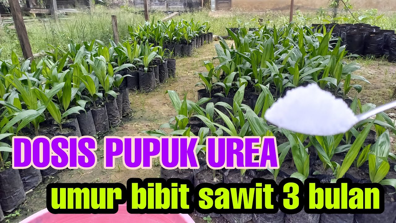 Dosis pupuk bibit sawit umur 3 bulan||menggunakan PUPUK UREA