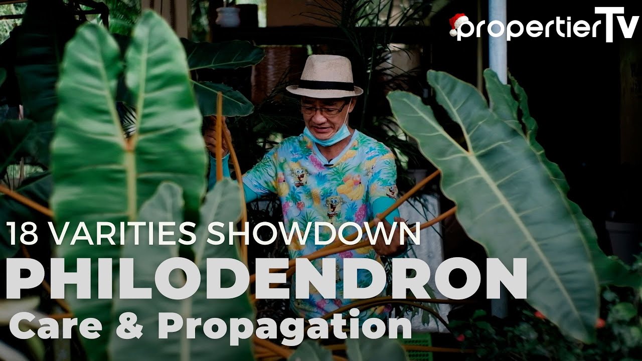 My Philodendron Collection | 18 Rare Varities | Care and Propagation and Secret Tips