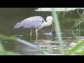 Heron tries to eat duck