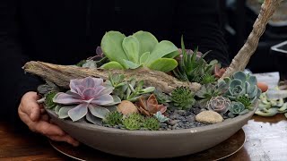 Taking Apart & Rebuilding a Succulent Arrangement with Cuttings! 🌿✂️🥰 // Garden Answer