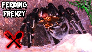 Why are NIGHT FEEDINGS Better?! @TheDarkDen