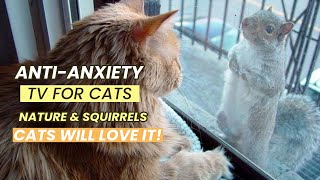 Anti-Anxiety For Cats - Nature & Squirrels - TV For Cats