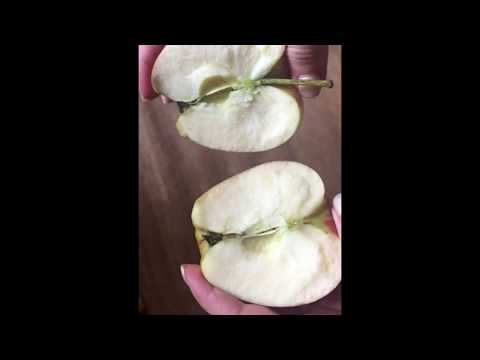 Как разломить яблоко пополам