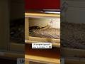 Un serpent très agressif pour le cinéma ! 🐍