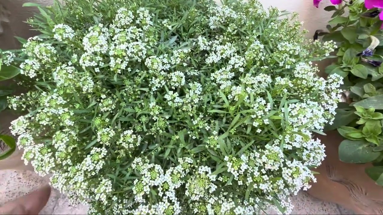 نبات الاليسيوم من أجمل النباتات الموسميه العطريه