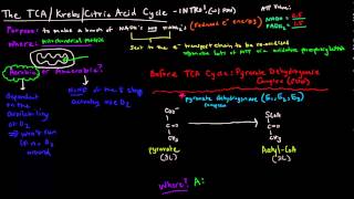 TCA / Krebs / Citric Acid Cycle (Part 1 of 3) - Introduction and PDH Complex