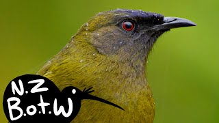 Bellbird  New Zealand Bird of the Week