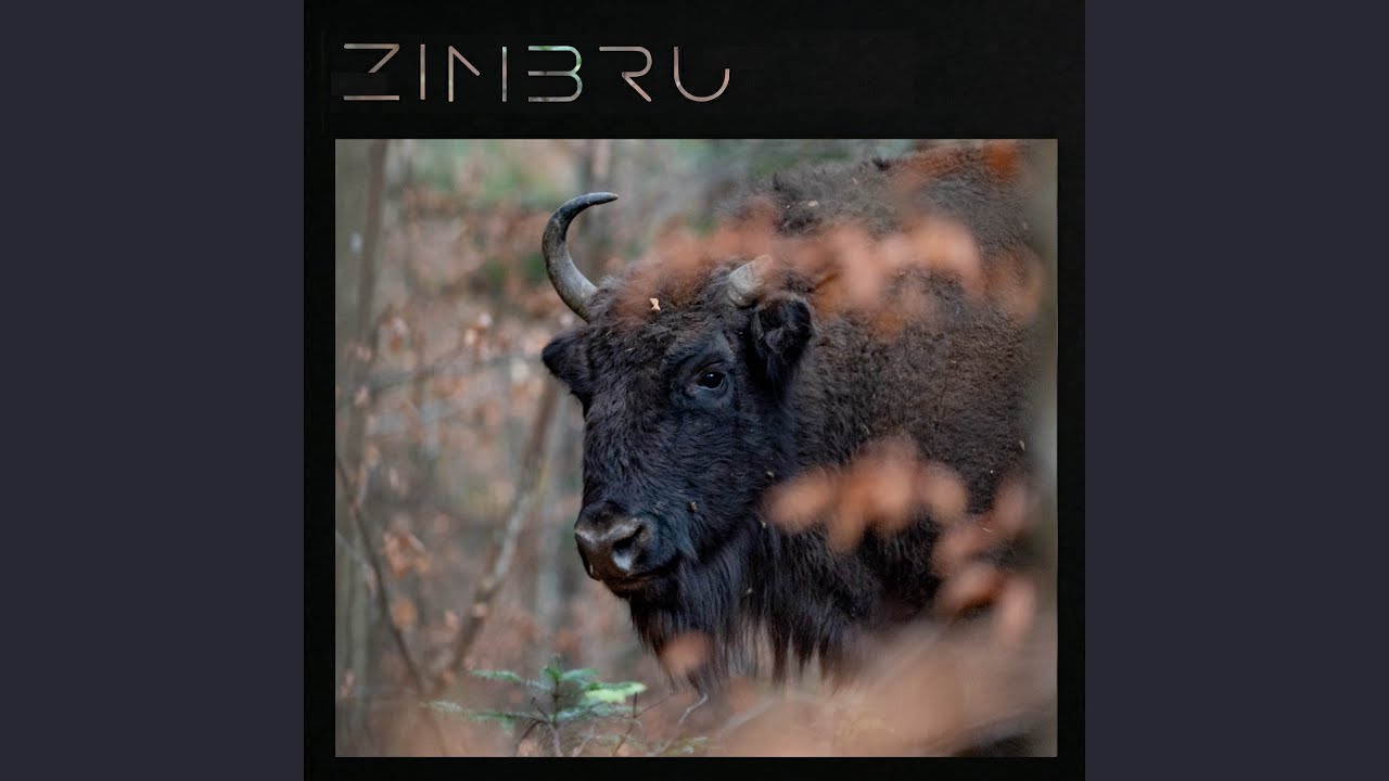 Watch Zimbru on YouTube Watch Zimbru on YouTube