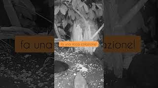 Ore 7.30 e al rifugio c'è solo Willy 🍪🐦 #birds #robinbird #nature #birdlovers #birdie #pettirosso