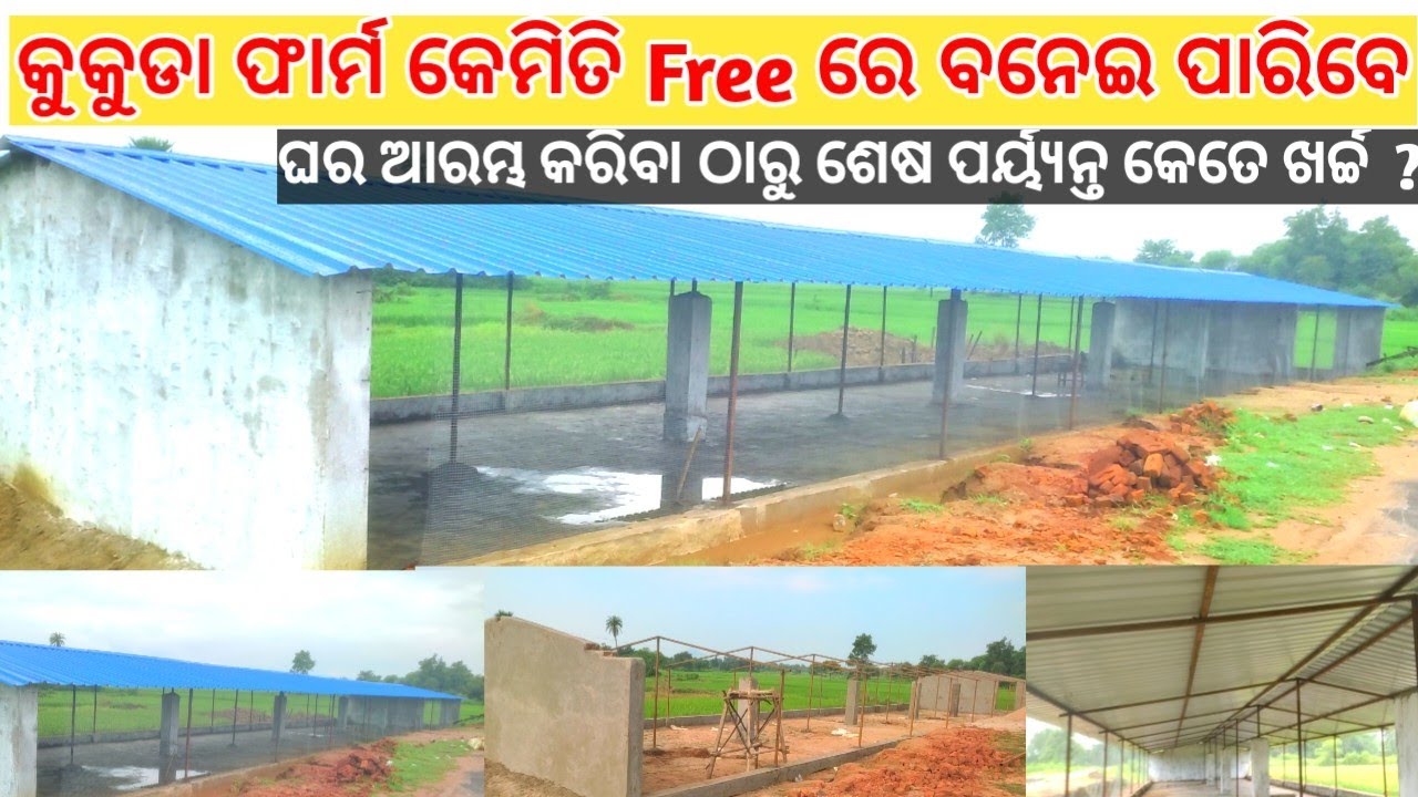 Bailer kukuda farm 2500 cepacity କୁକୁଡା ଫାର୍ମ କେମିତି ତିଆରି କରିବେଓ କେତେ ଟଙ୍କା ଖର୍ଚ୍ଚ ହେବ poultry farm