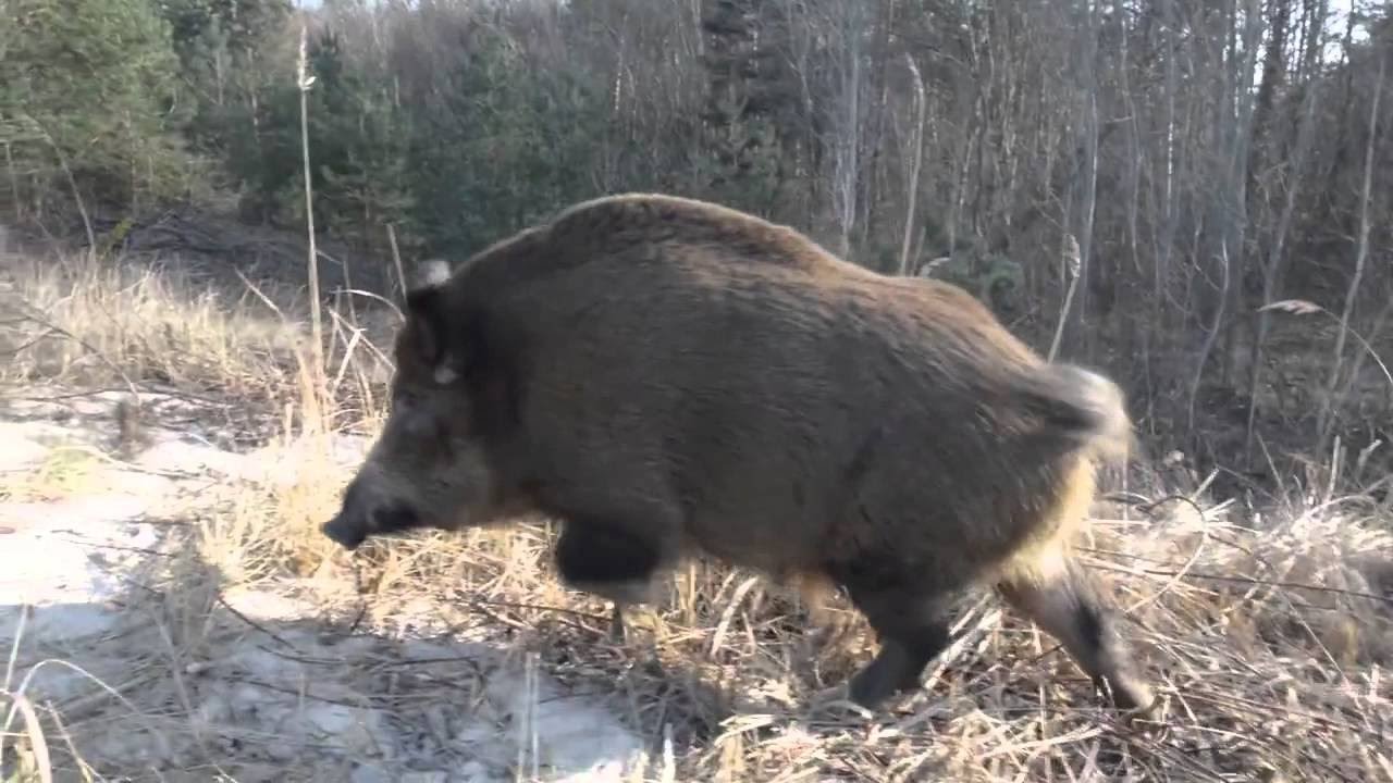 DZIK ZAATAKOWAŁ CZŁOWIEKA (VIDEO) - YouTube