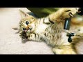 保護猫のかわいさに癒されるおじさん達