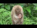 Monkey protects baby monkey in rain heart touching