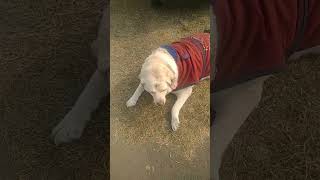 #tuffy #shorts #short #video #viral #youtubeshorts #viralvideo #ytshorts #dog
