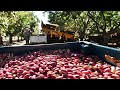 Smile Nuts Pistachio Cultivation - Pistachio harvest machine - Pistachio Processing Factory