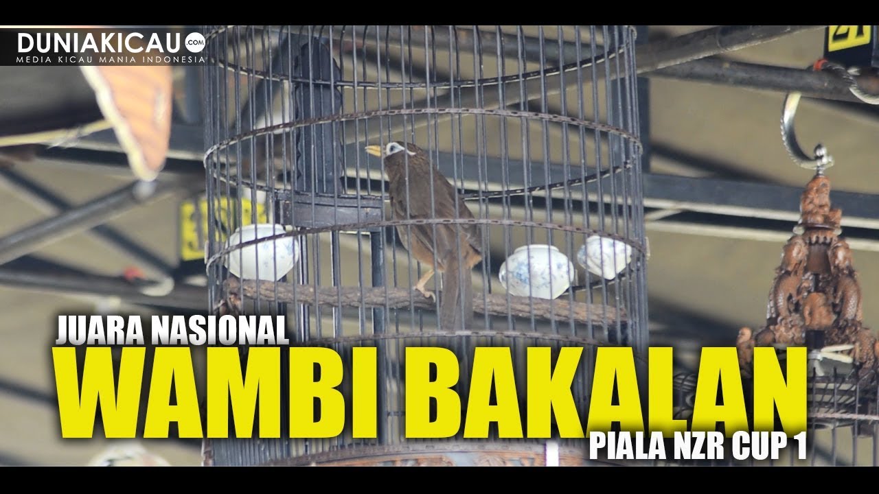 Juara Nasional Wambi Bakalan Tampil Sempurna Di Nzr Cup 1 By Aaduki