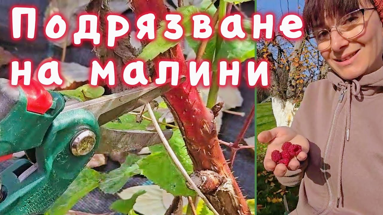 Есенна резитба на малини • Как да имате повече малини • Живот на село и градинарство