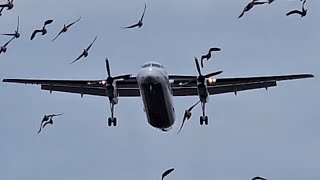 BIRDS!!! Perimeter Aviation De Havilland Canada Dash 8-300 Go Around/Landing In Russell, CJW5