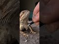 Satisfying bearded dragon shed removal  parts12  with relaxing bgm chucknorrizbeardeddragons