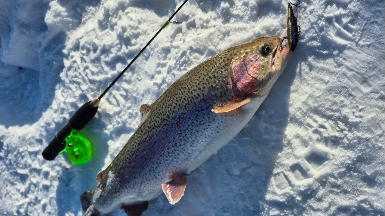 Зимняя ловля форели эта приманка принесла победу. Рыбалка зимой .
