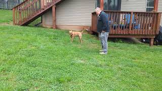 Rocket loves to run and play in our backyard