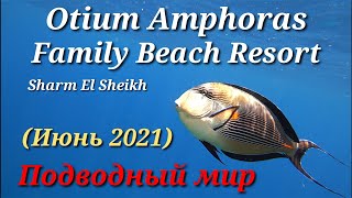 Otium Amphoras Family Beach Resort Sharm El Sheikh - Подводный мир (июнь 2021 года)