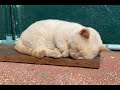 モチの大あくび 2020/12/20 Dwarf cat yawning big