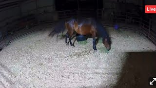 LIVE Foal Watch Visit - Baby On The Way