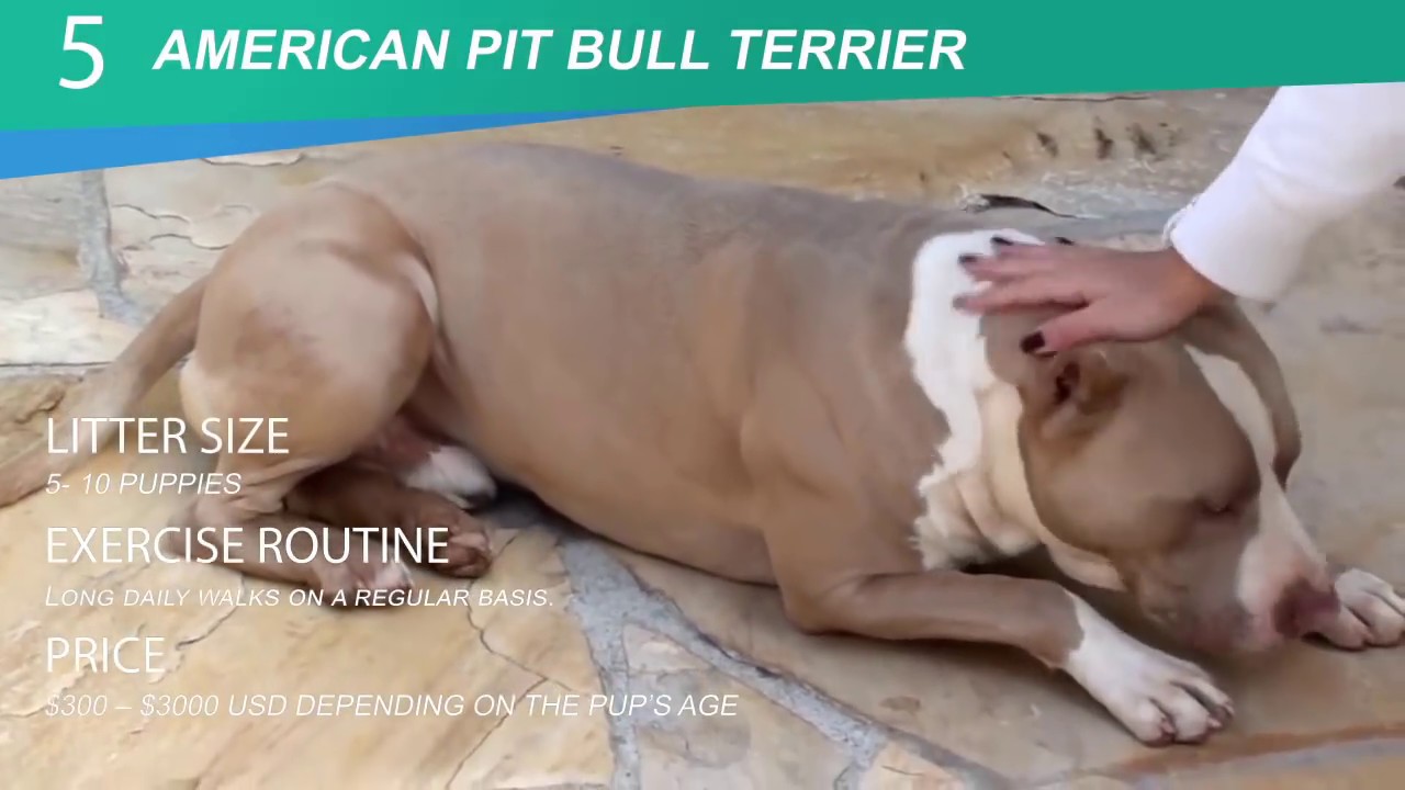 different kind of pitbull breeds