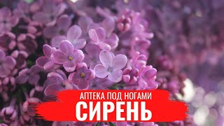 СИРЕНЬ /О правилах сбора, нюансах заготовки и приготовлении полезных настоев/ Аптека под ногами