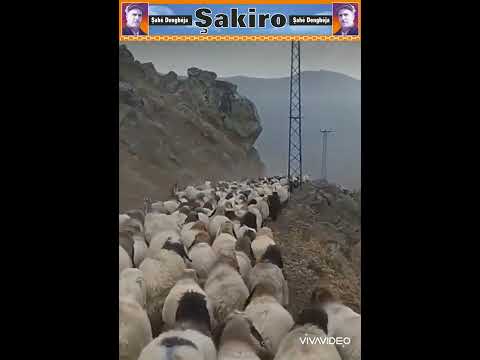 Şakiro\