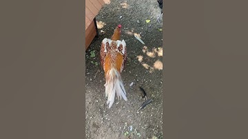 Menyuam Qaib ej (Gb x Nc) aka Cyborg 10/15/21