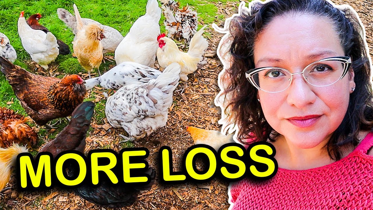 Admitting the truth about chicken disease (this is tough)